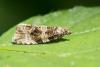 Orthotaenia undulana
